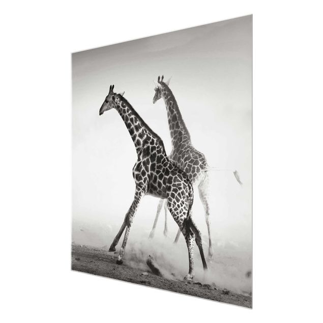 Glas Wandbilder Giraffenjagd