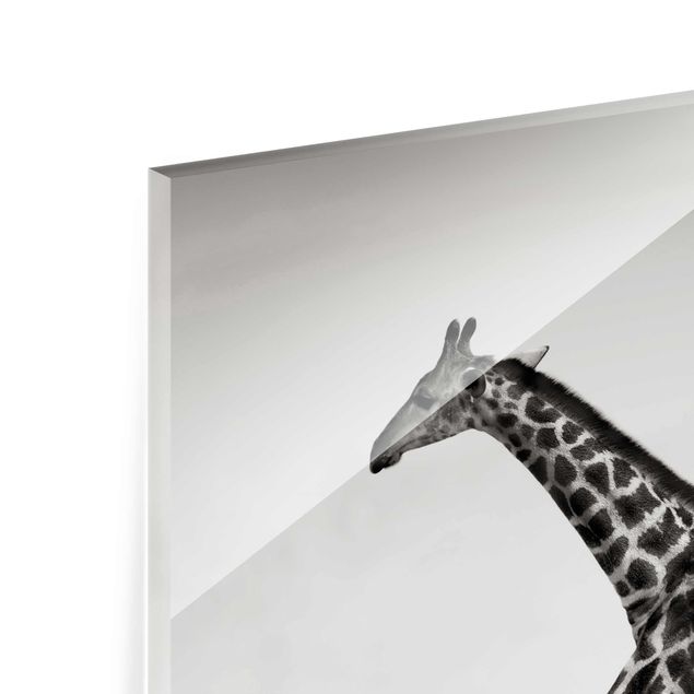 Glasbild - Giraffenjagd - Quadrat 1:1