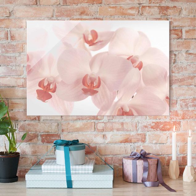 Glasbild Orchidee Helle Orchidee - Svelte Orchids