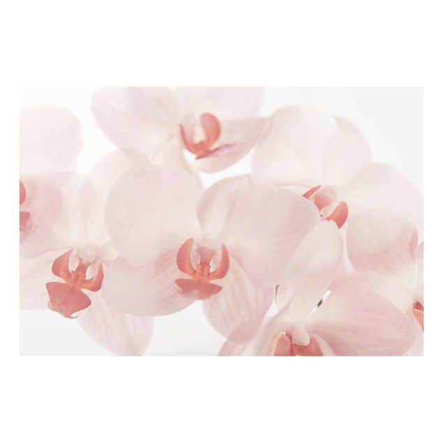 Schöne Wandbilder Helle Orchidee - Svelte Orchids