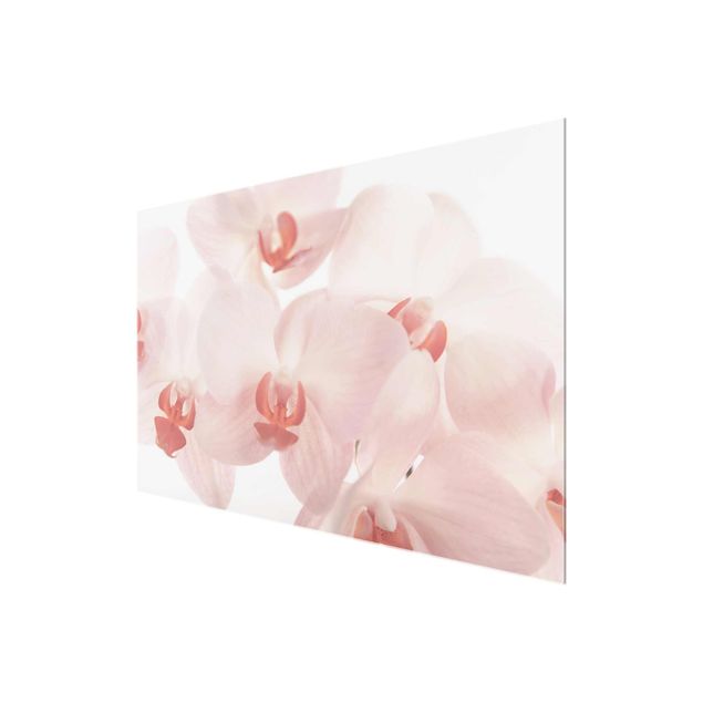 Bilder auf Glas Helle Orchidee - Svelte Orchids