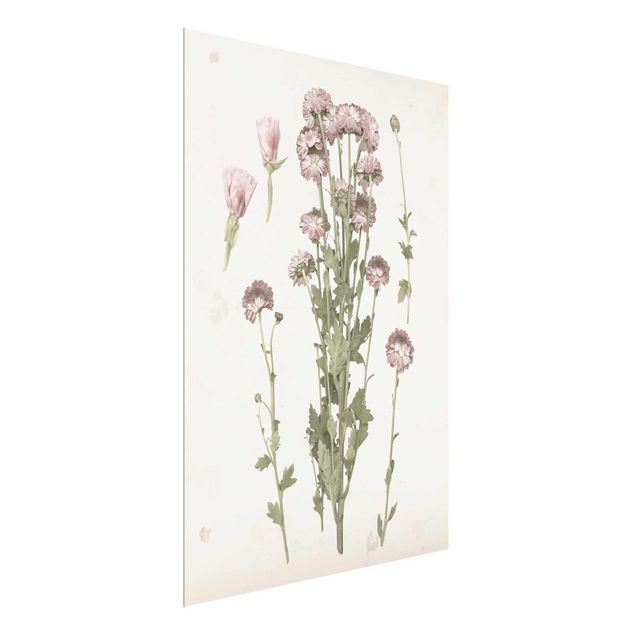 Bilder für die Wand Herbarium in rosa I