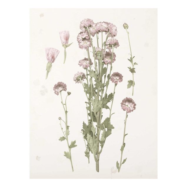 Glas Wandbilder Herbarium in rosa I