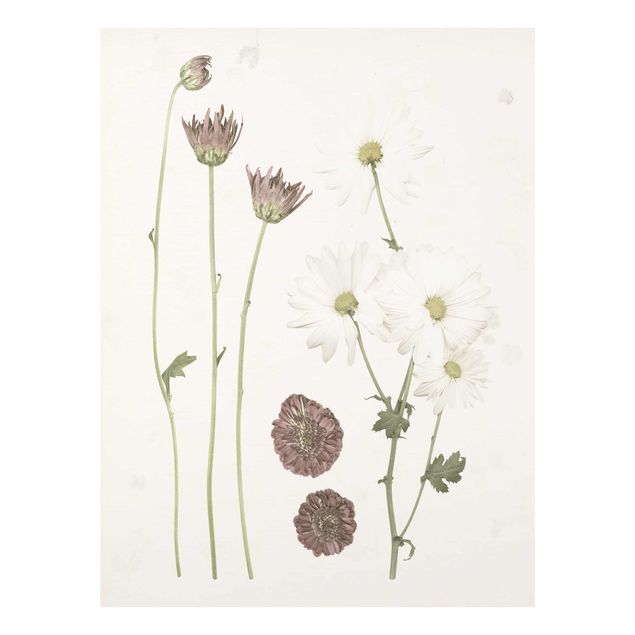 Bilder auf Glas Herbarium in rosa IV