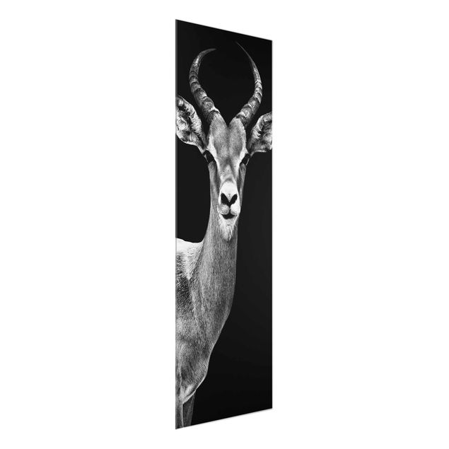 Glasbilder Tiere Impala Antilope schwarz-weiss