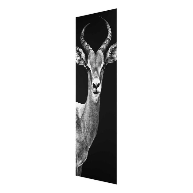 Bilder für die Wand Impala Antilope schwarz-weiss