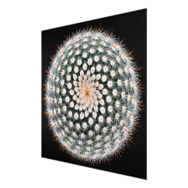 Bilder auf Glas Kaktusblüte