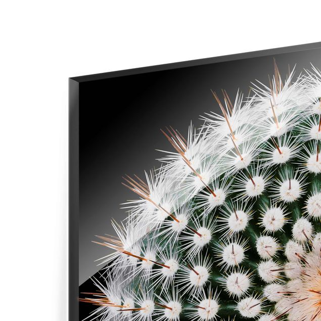 Glasbild - Kaktusblüte - Quadrat 1:1