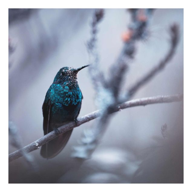 Bilder auf Glas Kolibri im Winter
