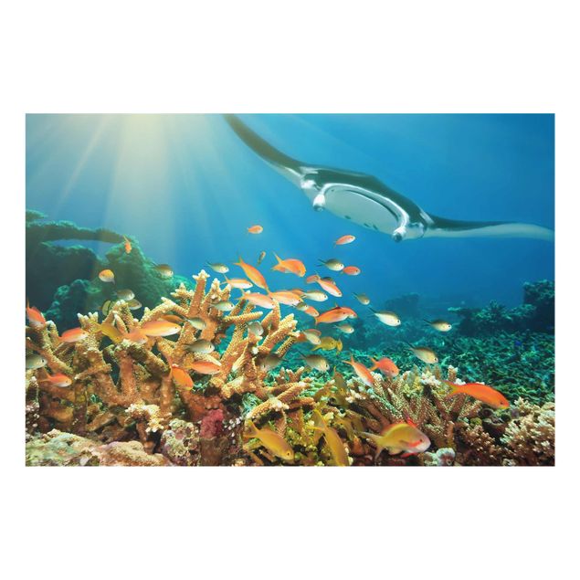 Glas-Bild Wandbilder Druck auf Glas 140x70 Deko Tiere Korallenriff 