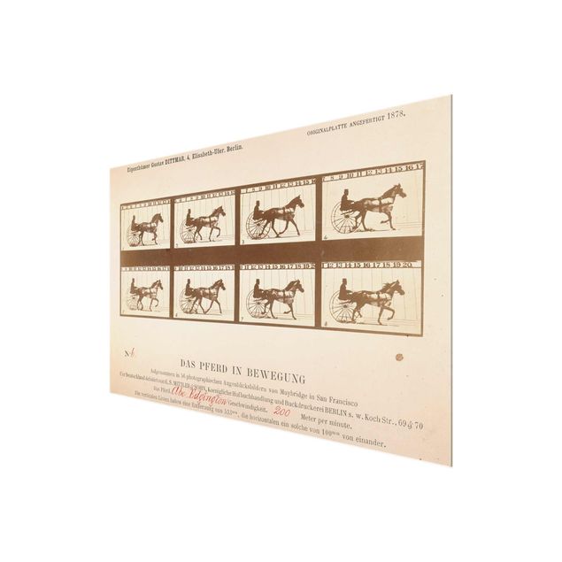 Bilder auf Glas Eadweard Muybridge - Das Pferd in Bewegung
