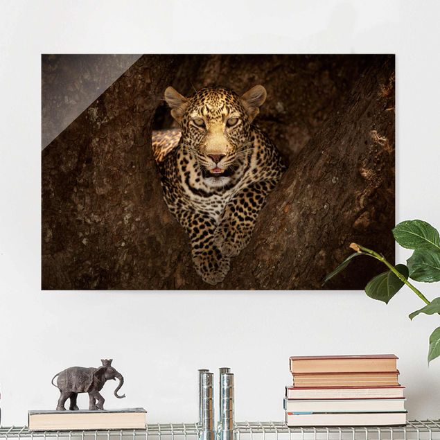 Wandbilder Tiere Leopard ruht auf einem Baum