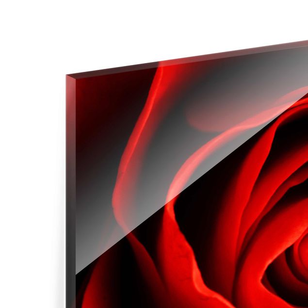 Glasbild - Liebliche Rose - Quer 4:3 - Blumenbild Glas