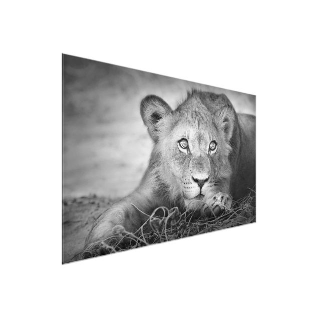 Glasbilder Tiere Lurking Lionbaby