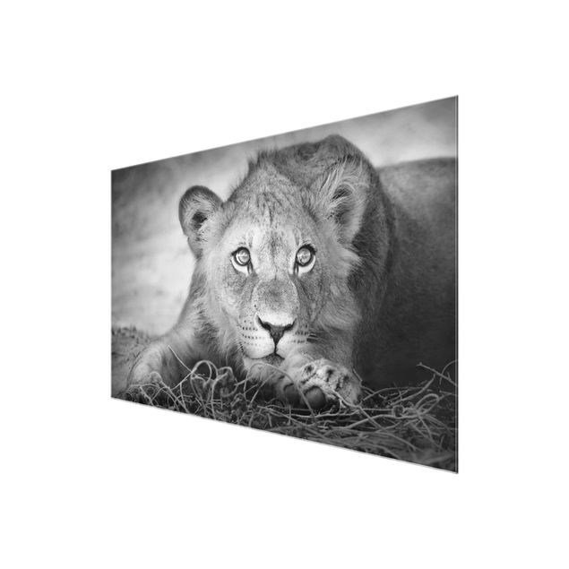 Glas Wandbilder Lurking Lionbaby