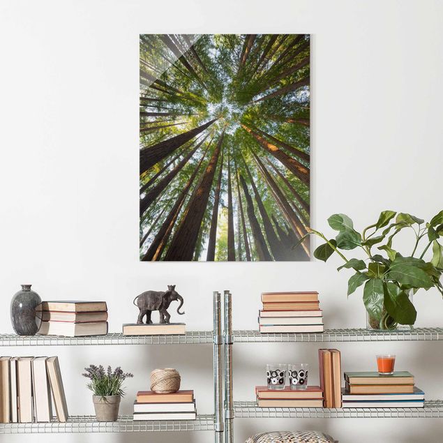 Glasbild Natur Mammutbaum Baumkronen
