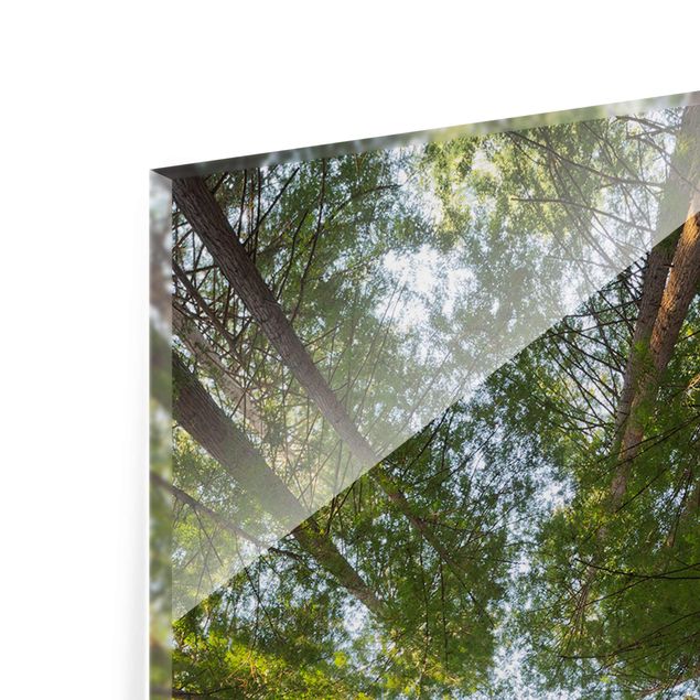 Glasbild - Mammutbaum Baumkronen - Panorama Hoch - Waldbild Glas