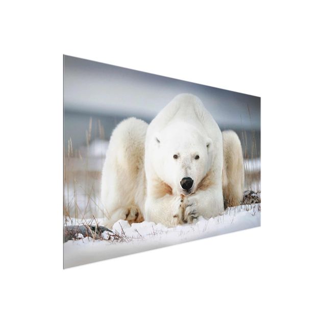 Wandbilder Nachdenklicher Eisbär