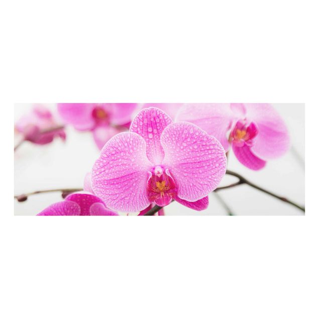 Wandbilder Nahaufnahme Orchidee