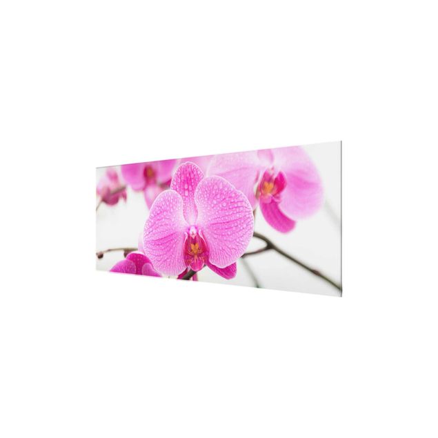 Glasbilder Nahaufnahme Orchidee