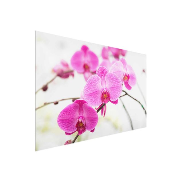 Glasbilder Natur Nahaufnahme Orchidee
