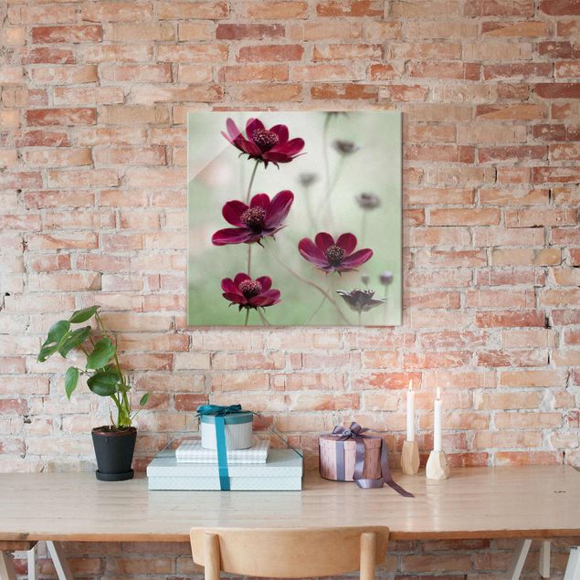 Glasbilder Pflanzen Pinke Kosmeen