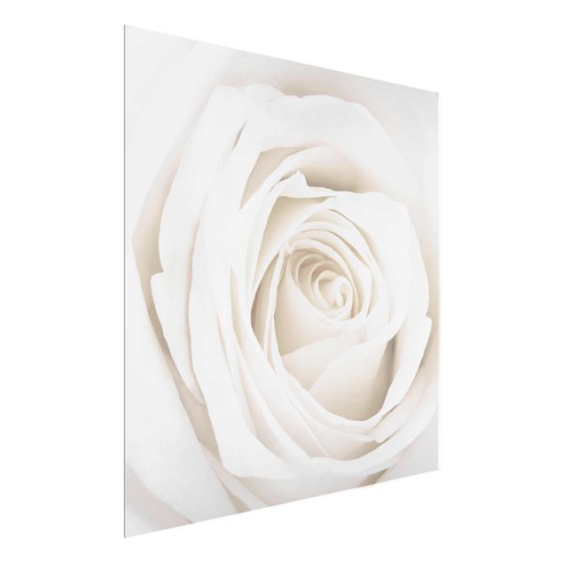 Glasbild Natur Pretty White Rose