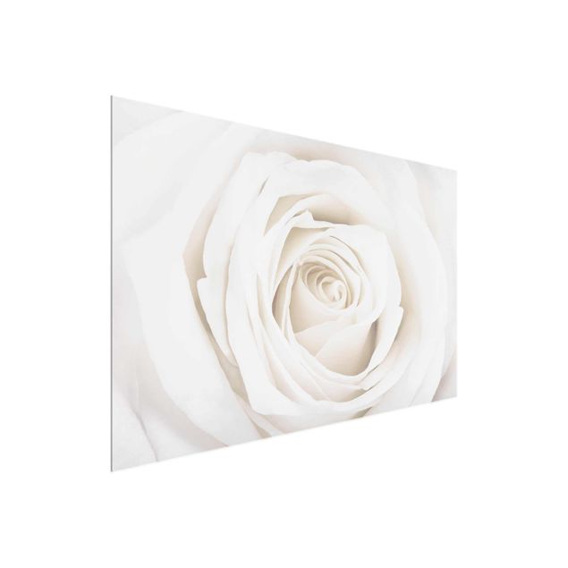Natur Glasbilder Pretty White Rose