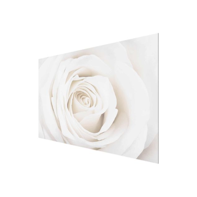 Glas Wandbilder Pretty White Rose