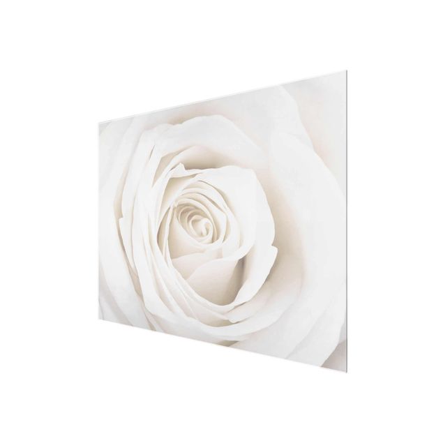 Glasbilder Pretty White Rose