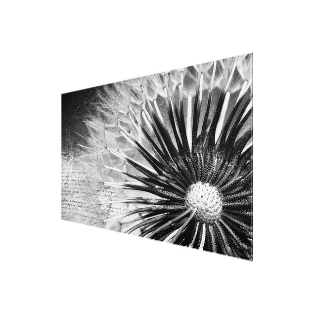 Bilder auf Glas Pusteblume Schwarz & Weiß