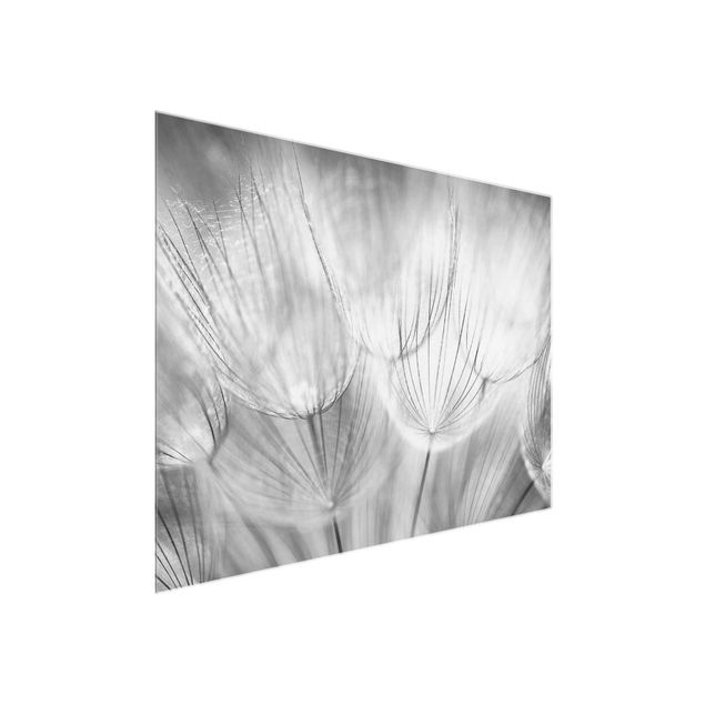 Natur Glasbilder Pusteblumen Makroaufnahme in schwarz weiss