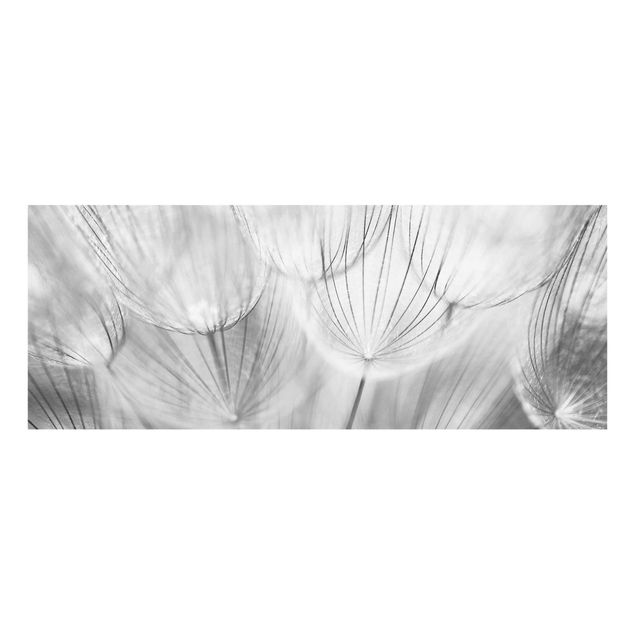 Glasbild - Pusteblumen Makroaufnahme in schwarz weiss - Panorama Quer - Blumenbild Glas
