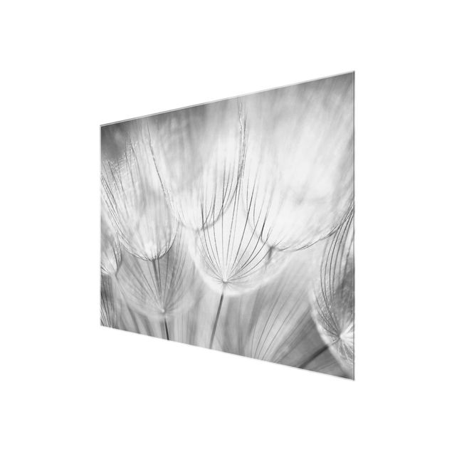 Glas Wandbilder Pusteblumen Makroaufnahme in schwarz weiss