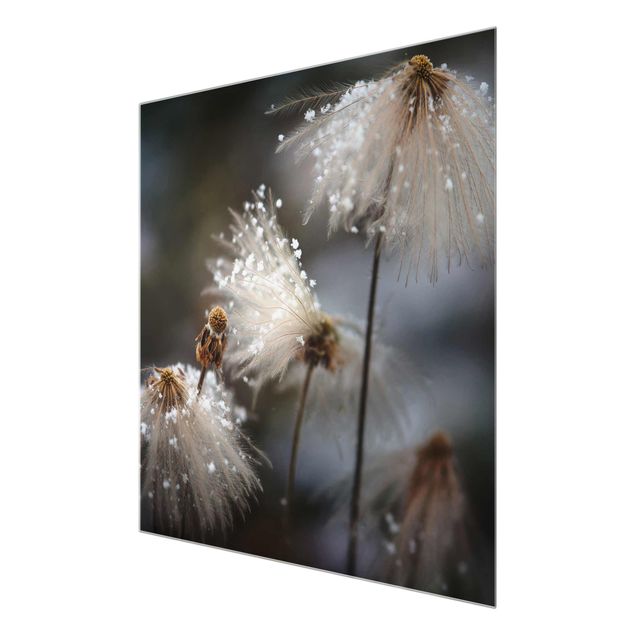 Bilder auf Glas Pusteblumen mit Schneeflocken