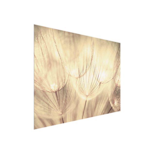 Natur Glasbilder Pusteblumen Nahaufnahme in wohnlicher Sepia Tönung