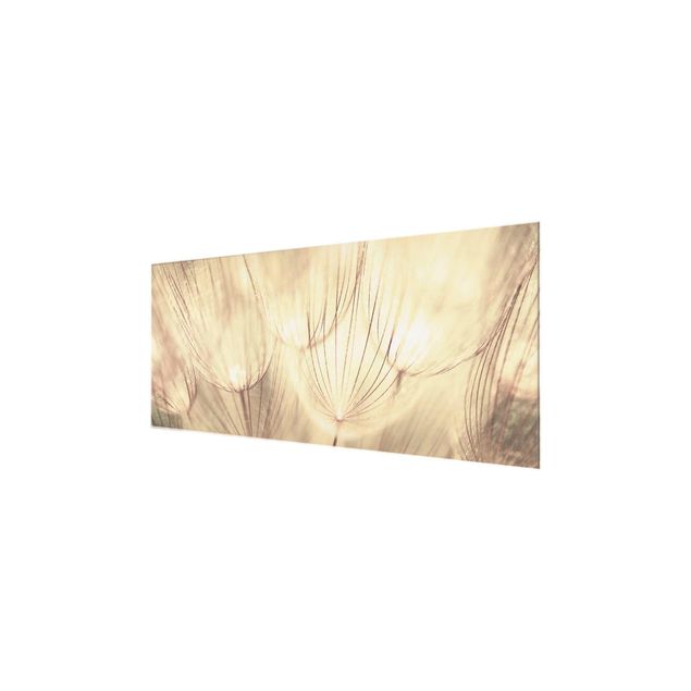 Bilder auf Glas Pusteblumen Nahaufnahme in wohnlicher Sepia Tönung