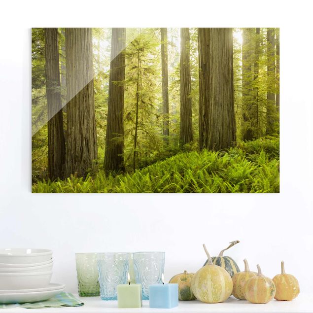 XXL Glasbilder Redwood State Park Waldblick