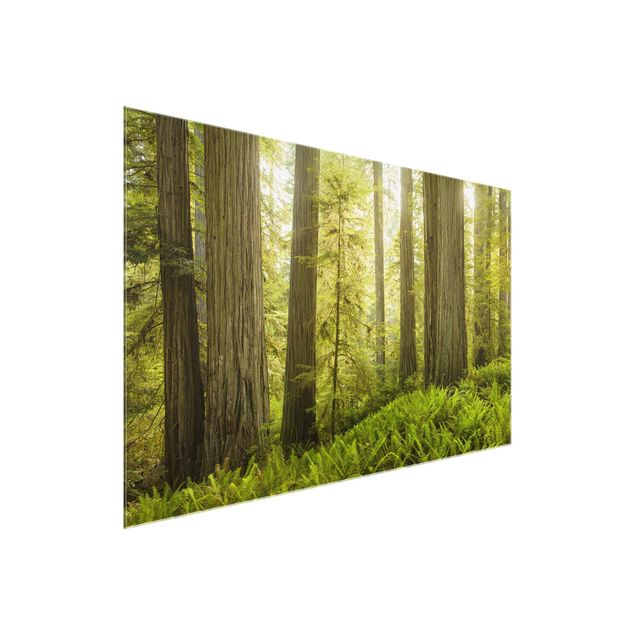 Schöne Wandbilder Redwood State Park Waldblick