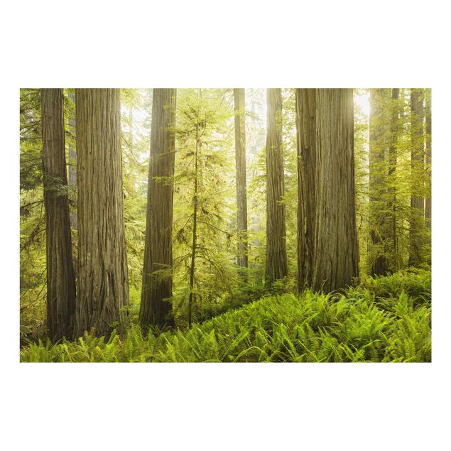 Bilder auf Glas Redwood State Park Waldblick