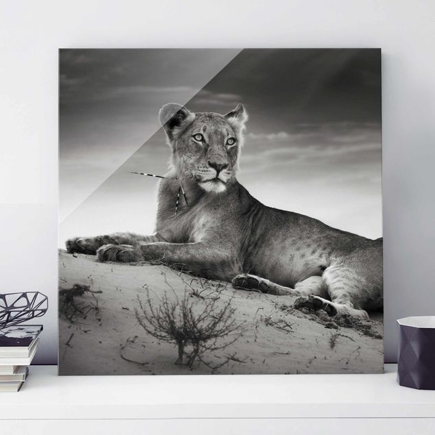 Wandbilder Tiere Resting Lion