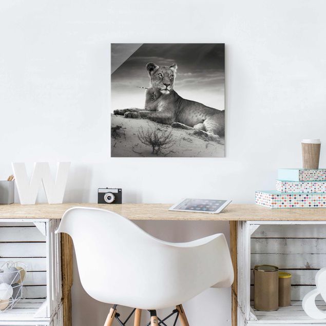 Glasbilder Schwarz-Weiß Resting Lion
