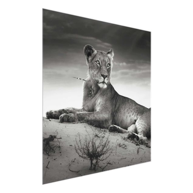 Glasbild Tiere Resting Lion