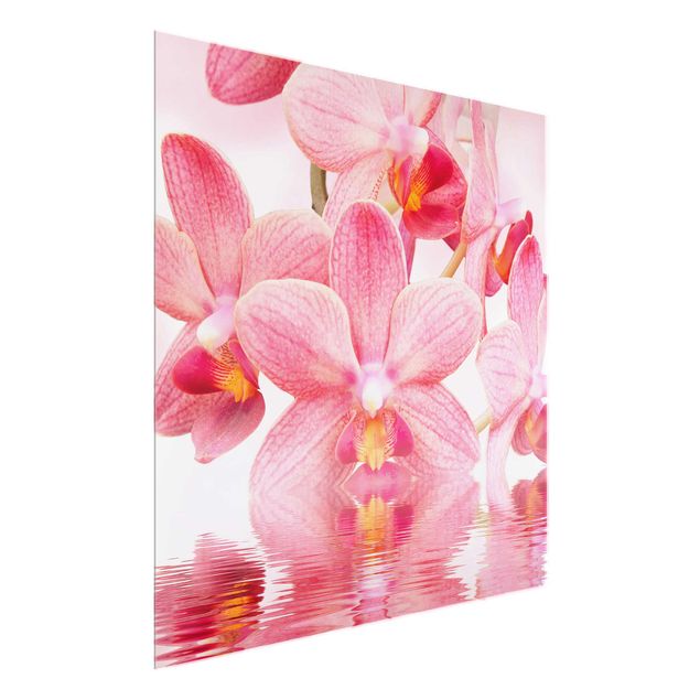 Glasbilder Natur Rosa Orchideen auf Wasser