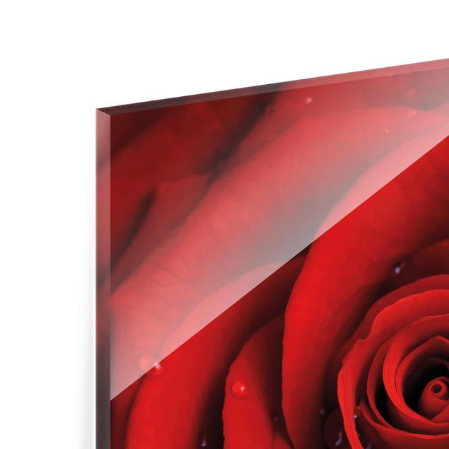 Glasbild - Rote Rose mit Wassertropfen - Quadrat 1:1 - Blumenbild Glas
