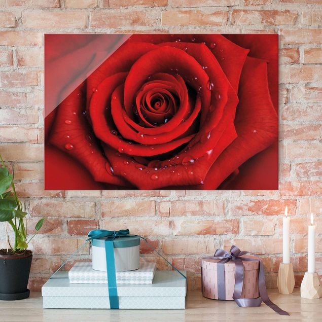 Glasbilder Rosen Rote Rose mit Wassertropfen