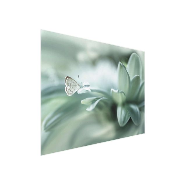 Glasbilder Natur Schmetterling und Tautropfen in Pastellgrün