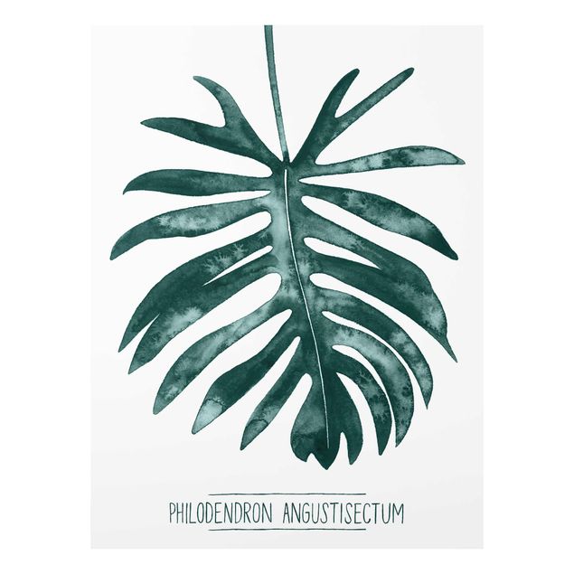 Glasbilder Smaragdgrüner Philodendron Angustisectum