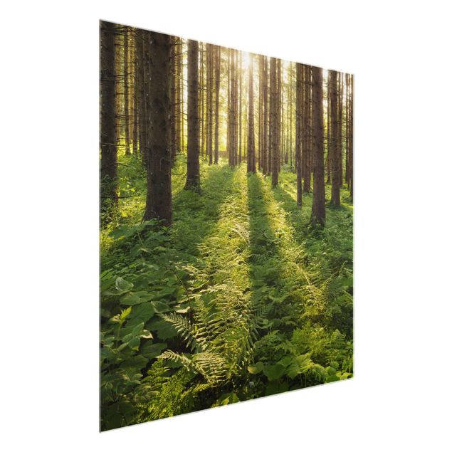 Wandbilder Sonnenstrahlen im Grünen Wald
