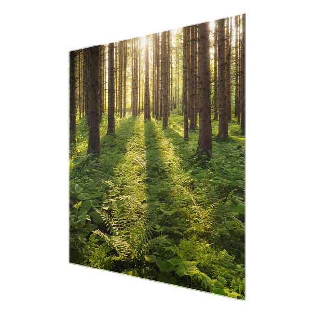 Glasbild - Sonnenstrahlen im Grünen Wald - Quadrat 1:1 - Waldbild Glas